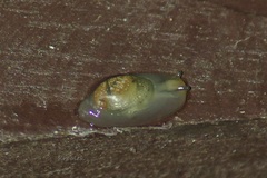Succinea tenella