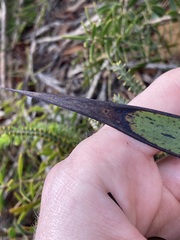 Macropidia fuliginosa