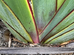 Macropidia fuliginosa