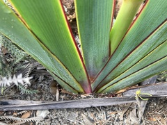 Macropidia fuliginosa