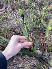 Macropidia fuliginosa