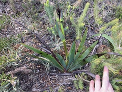 Macropidia fuliginosa