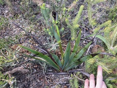 Macropidia fuliginosa