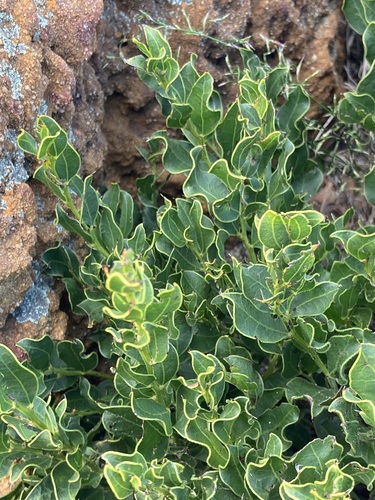 Wavy-leaved Wattle (Acacia obovata)