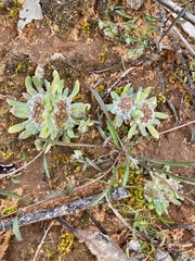 Chthonocephalus pseudevax