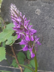 Dactylorhiza elata