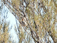 Pyrrholaemus brunneus