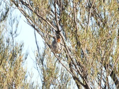 Pyrrholaemus brunneus