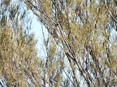 Pyrrholaemus brunneus