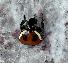 Gametis versicolor