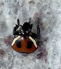 Gametis versicolor