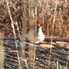 Pyrrholaemus brunneus