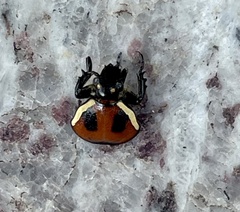 Gametis versicolor