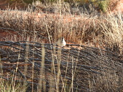 Pyrrholaemus brunneus