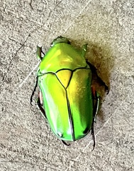 Heterorrhina elegans