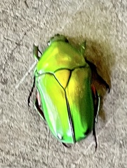 Heterorrhina elegans