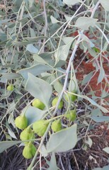 Codonocarpus cotinifolius