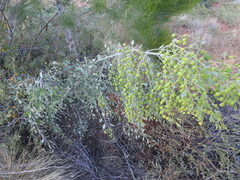 Codonocarpus cotinifolius