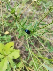 Chrysomelidae