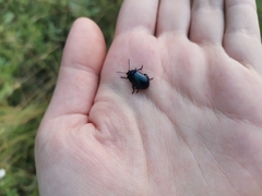 Chrysomelidae