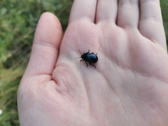 Chrysomelidae