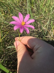 Sabatia decandra