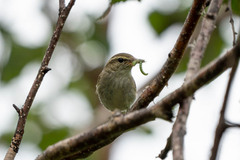 Phylloscopus examinandus