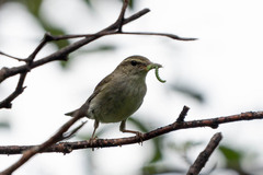 Phylloscopus examinandus