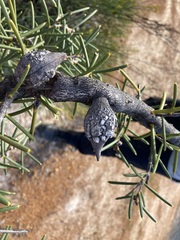 Hakea psilorrhyncha