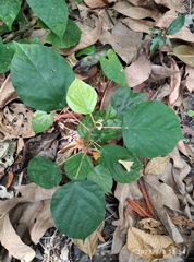 Pterospermum javanicum