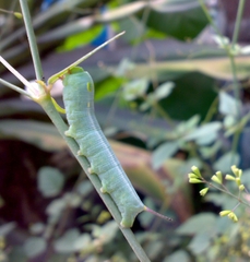 Hippotion celerio