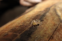 Plexippoides doenitzi