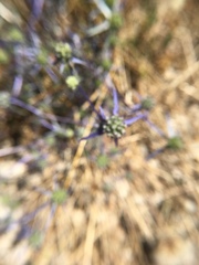 Eryngium creticum