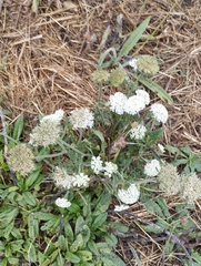 Daucus carota gummifer