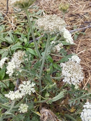 Daucus carota gummifer