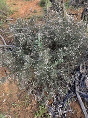 Cryptandra magniflora