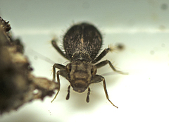 Cyptophania
