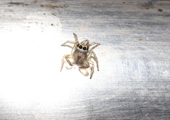 Plexippoides doenitzi