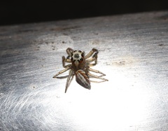 Plexippoides doenitzi