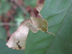 Neoanalthes contortalis
