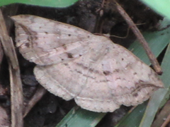 Blasticorhinus ussuriensis