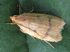 Periacma delegata