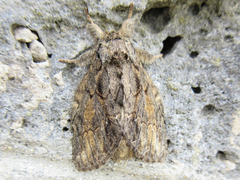 Peridea lativitta