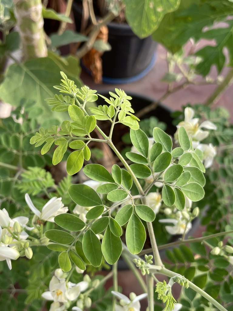 Moringa tree from JR Nagar Road Number 1, Visakhapatnam, AP, IN on ...