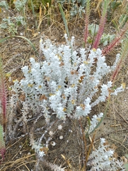 Achillea maritima