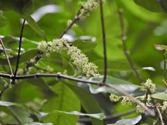 Denhamia fasciculiflora