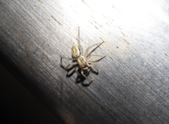 Phintella abnormis