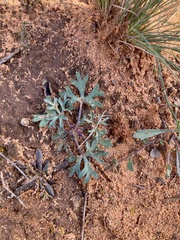 Trachymene cyanopetala