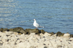 Chroicocephalus ridibundus