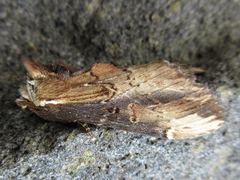 Hexafrenum leucodera